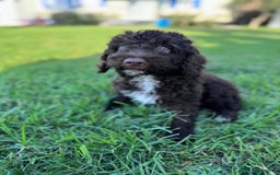 Perro de Agua Español perros en venta: PERRO DE AGUA ESPAÑOL - Imagen 4