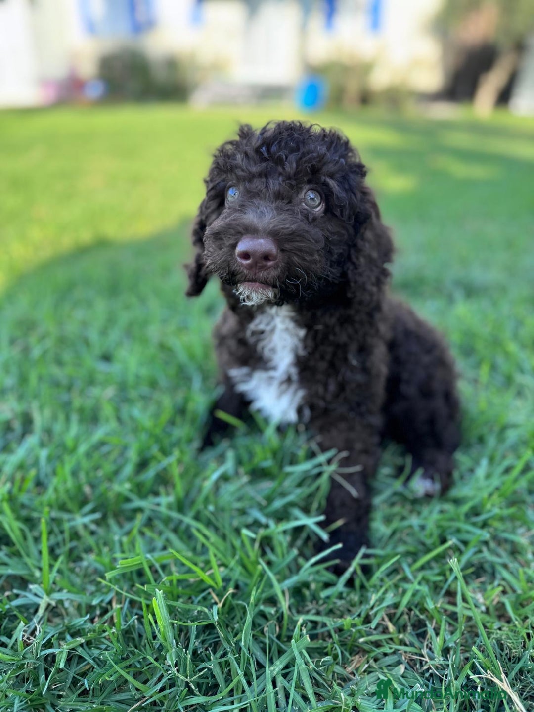 Perro de Agua Español perros en venta: PERRO DE AGUA ESPAÑOL - Imagen 4