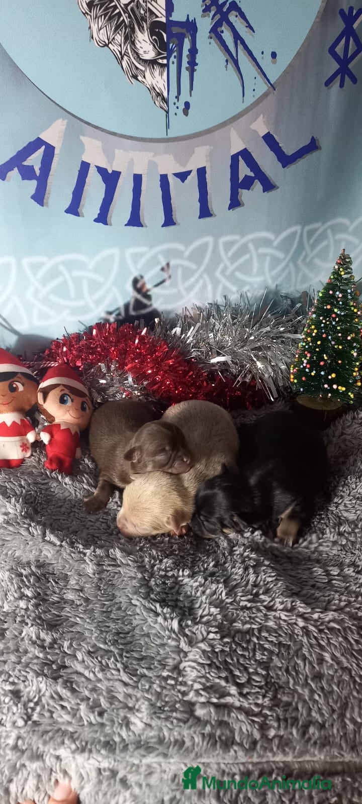 Chihuahua perros Cachorro de chihuahua enano  - Anuncio 14