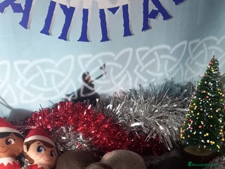 Chihuahua perros Cachorro de chihuahua enano - Anuncio 14