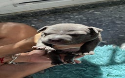 American Bully perros en venta: American bully pocket  - Imagen 5