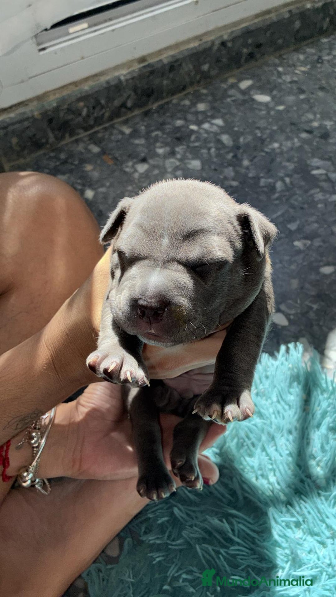 American Bully perros en venta: American bully pocket  - Imagen 5