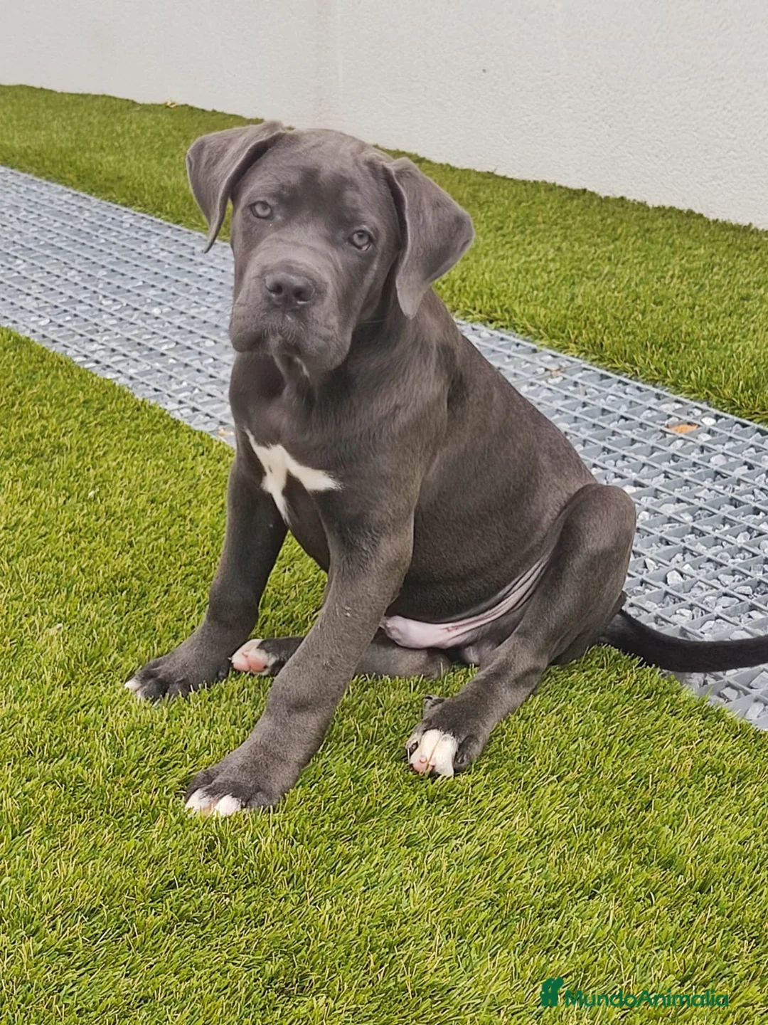 Cane Corso perros en venta: Cane corso - Anuncio 1