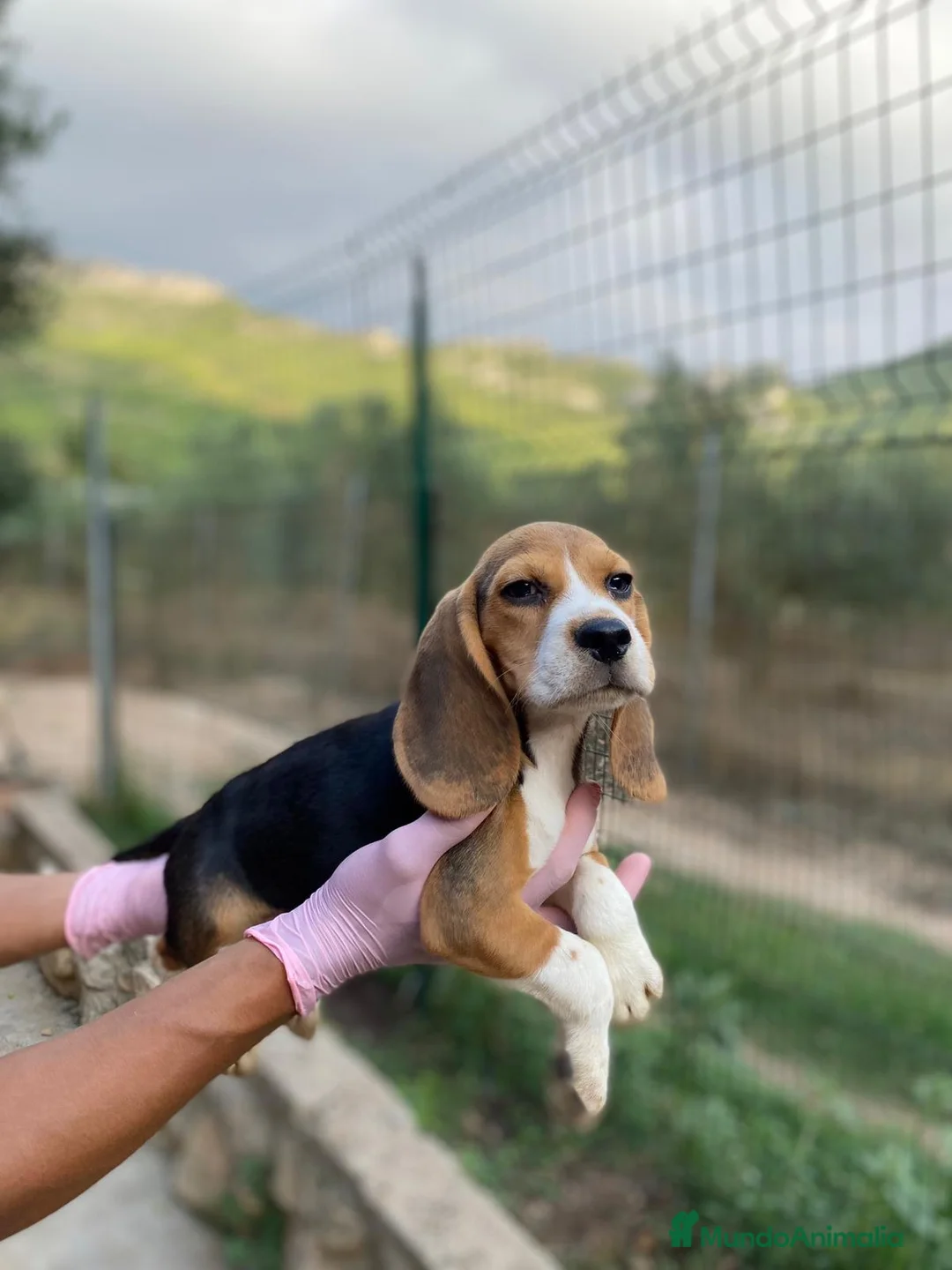 Beagle perros en venta: Cachorros Beagle disponibles para visitas 🏡🐶 - Anuncio 2