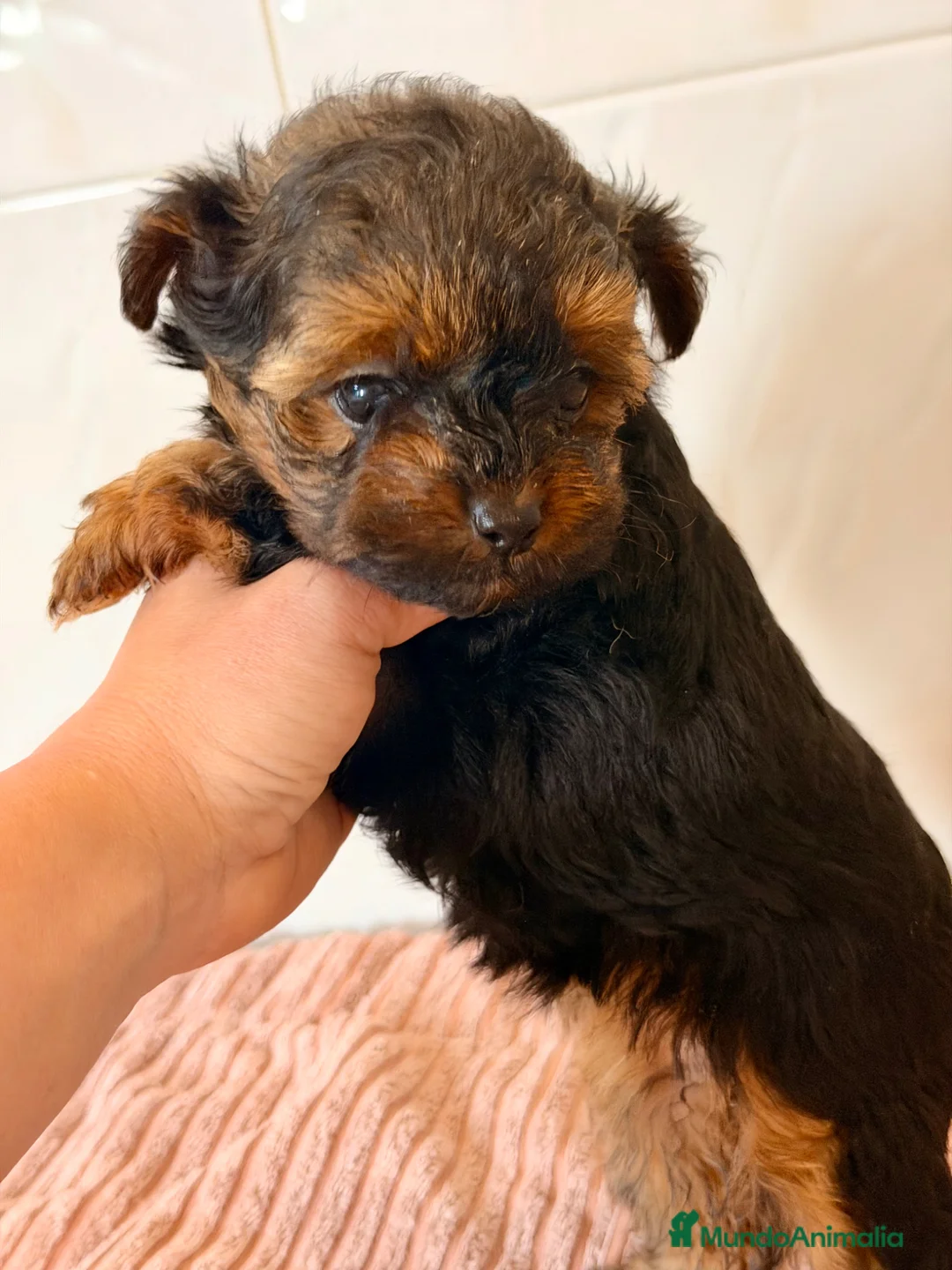 Yorkiepoo perros en venta: YORKIE-POO MINI TOY MACHO Y HEMBRA - Anuncio 2