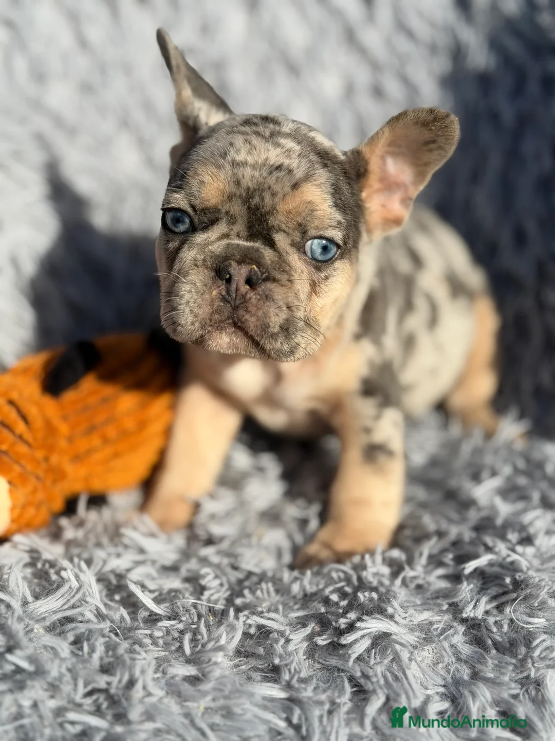 Bulldog Francés perros en venta: Bulldog Merle exótica  - Anuncio 6