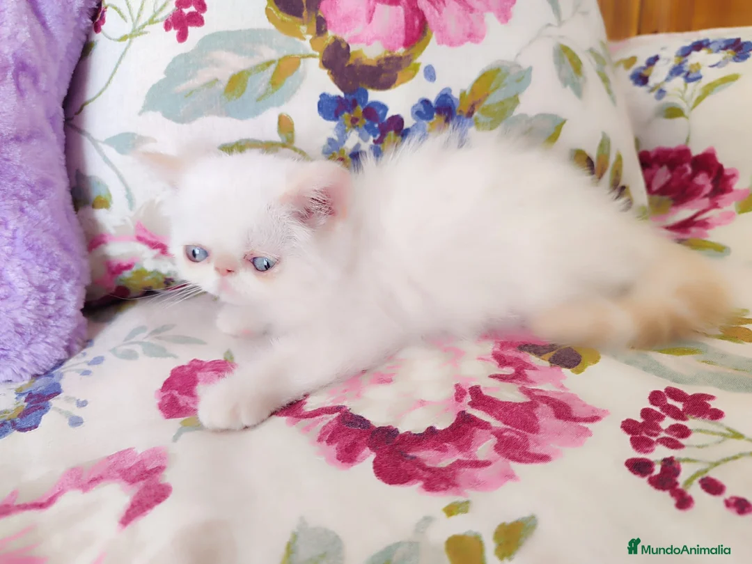 Himalayo gatos en venta: Espectacular macho Himalayo en Madrid - Anuncio 3