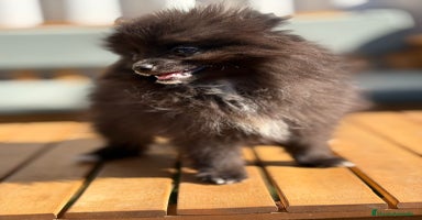 Pomerania perros - Propaganda 4