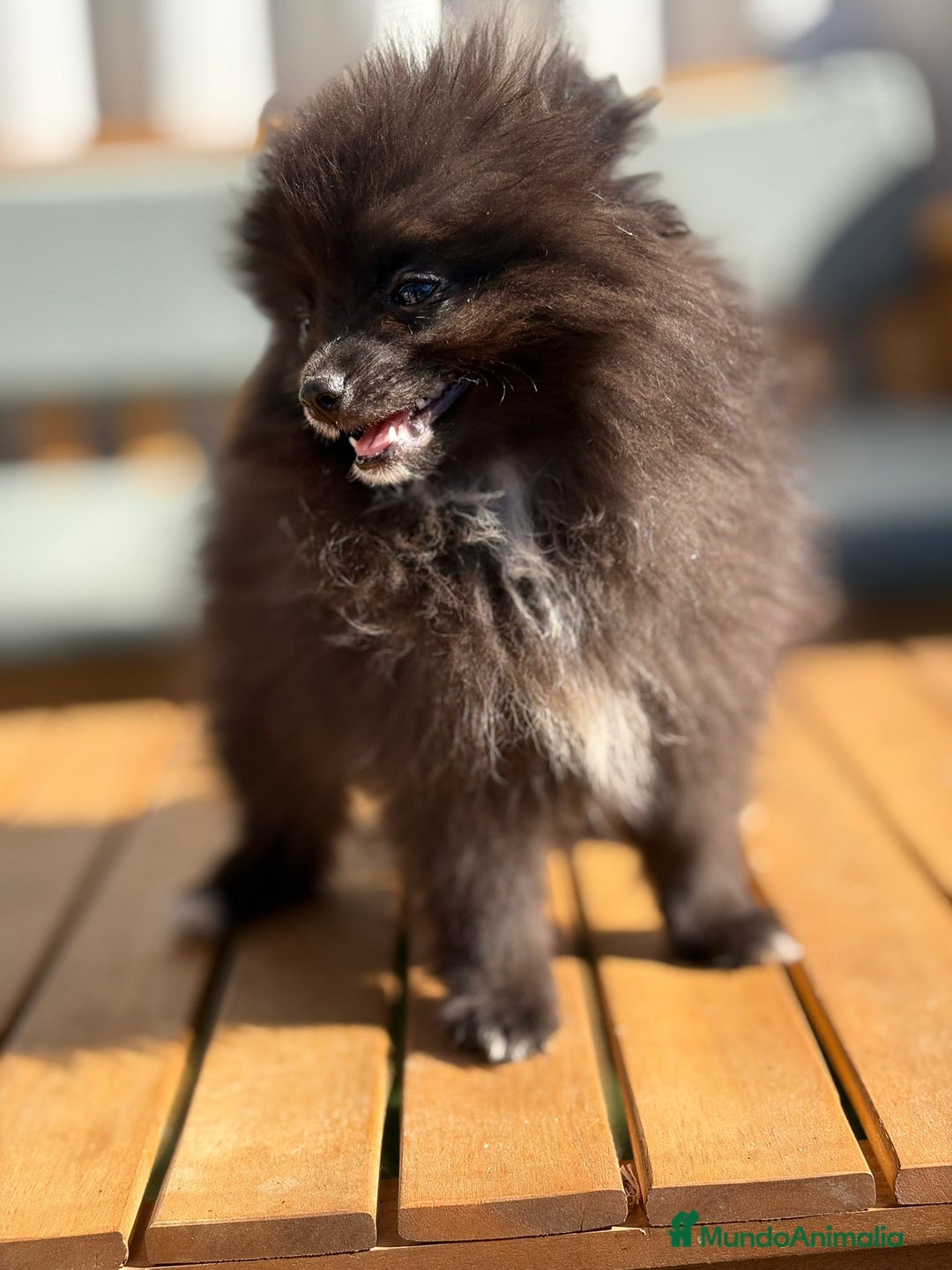 Pomerania perros en venta: Lulu pomerania MICRO TOY  - Imagen 3