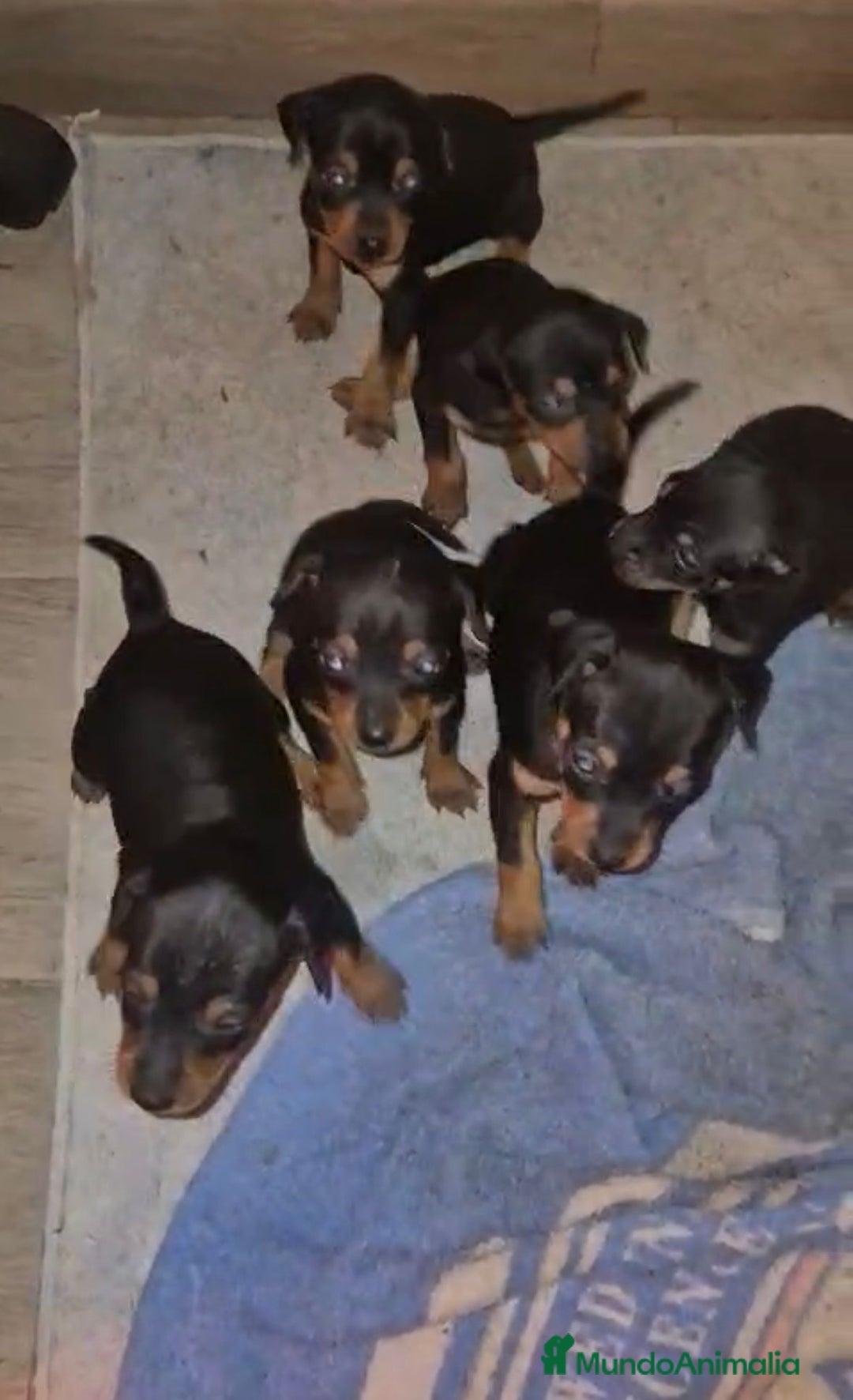 Pinscher Miniatura perros en venta: Pinscher miniatura  - Anuncio 2