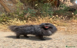 Pomerania perros en venta: Machito línea coreana  en Cáceres - Imagen 2