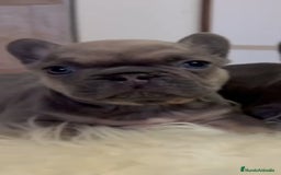 Bulldog Francés perros en venta:  bulldog francés lindos bebesitos - Imagen 3