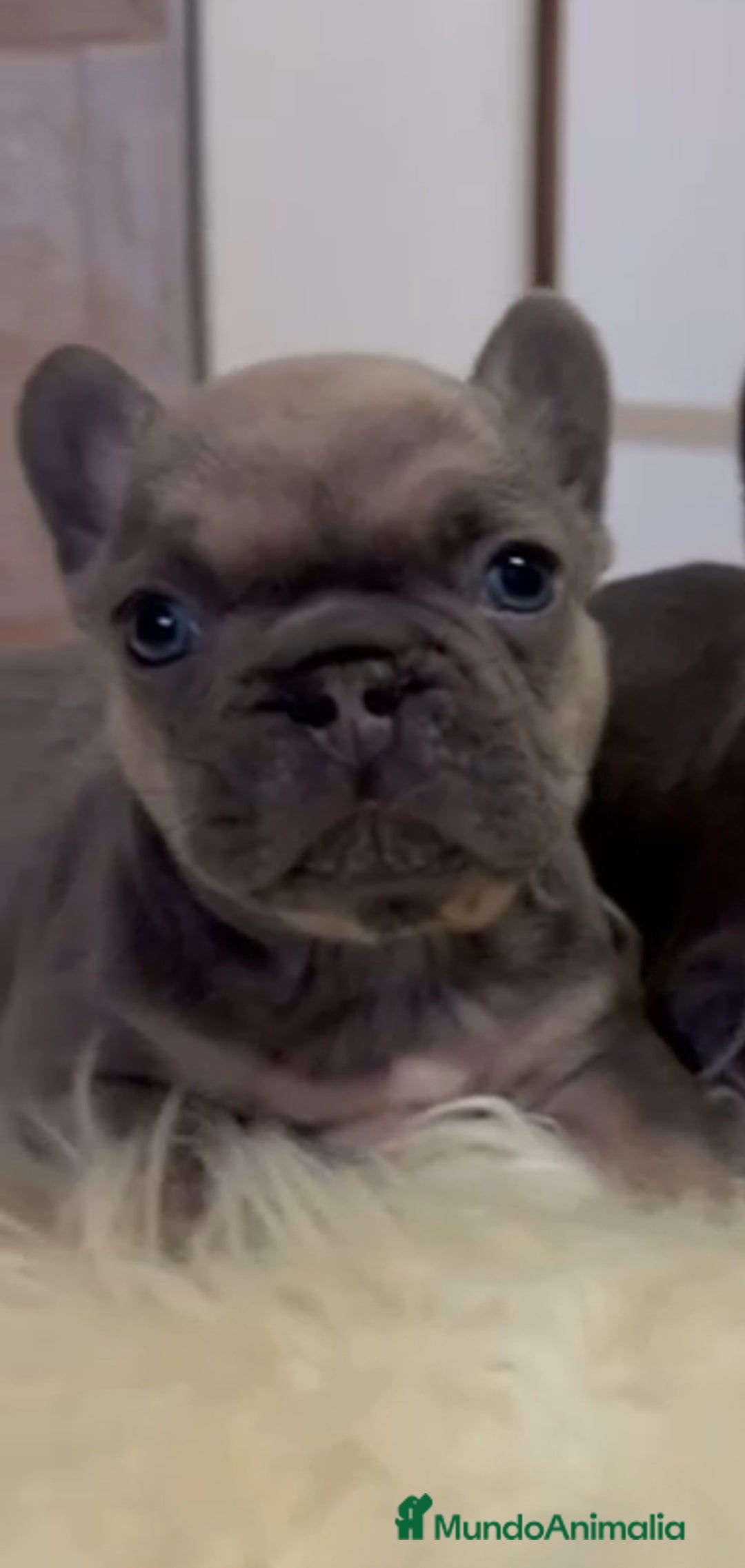 Bulldog Francés perros en venta:  bulldog francés lindos bebesitos - Imagen 3