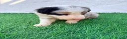 Border Collie perros en venta: Border Collie tricolor merle blue chocolate - Anuncio 12