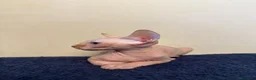 Sphynx gatos en venta: Machito ojos verdes  - Anuncio 3