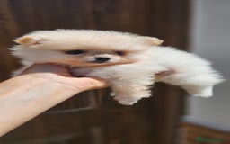 Pomerania perros en venta: Lulú de pomerania  en Cádiz - Imagen 3