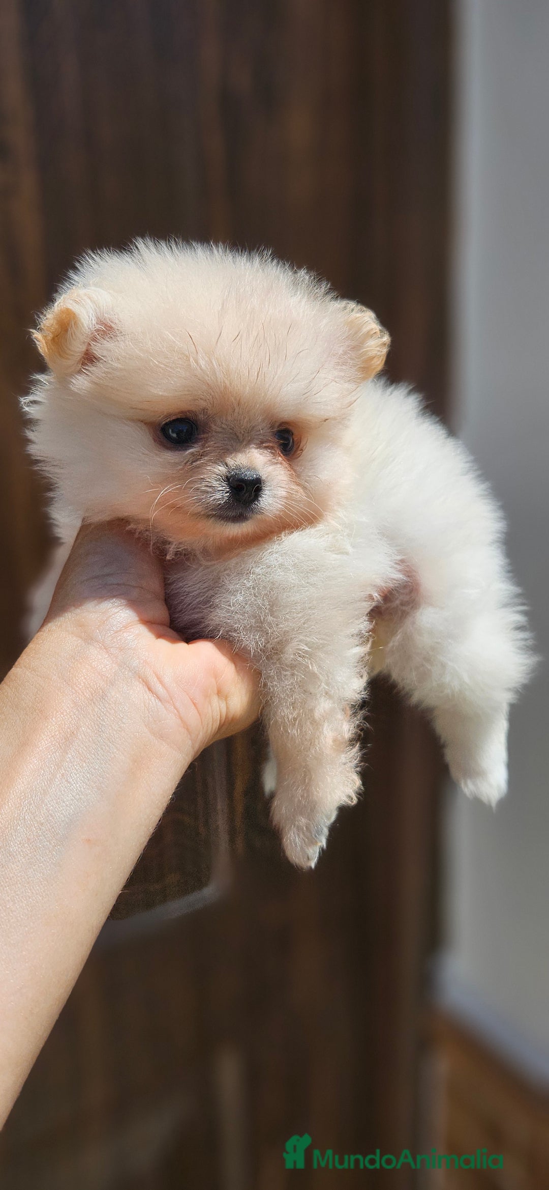 Pomerania perros en venta: Lulú de pomerania  en Cádiz - Imagen 3