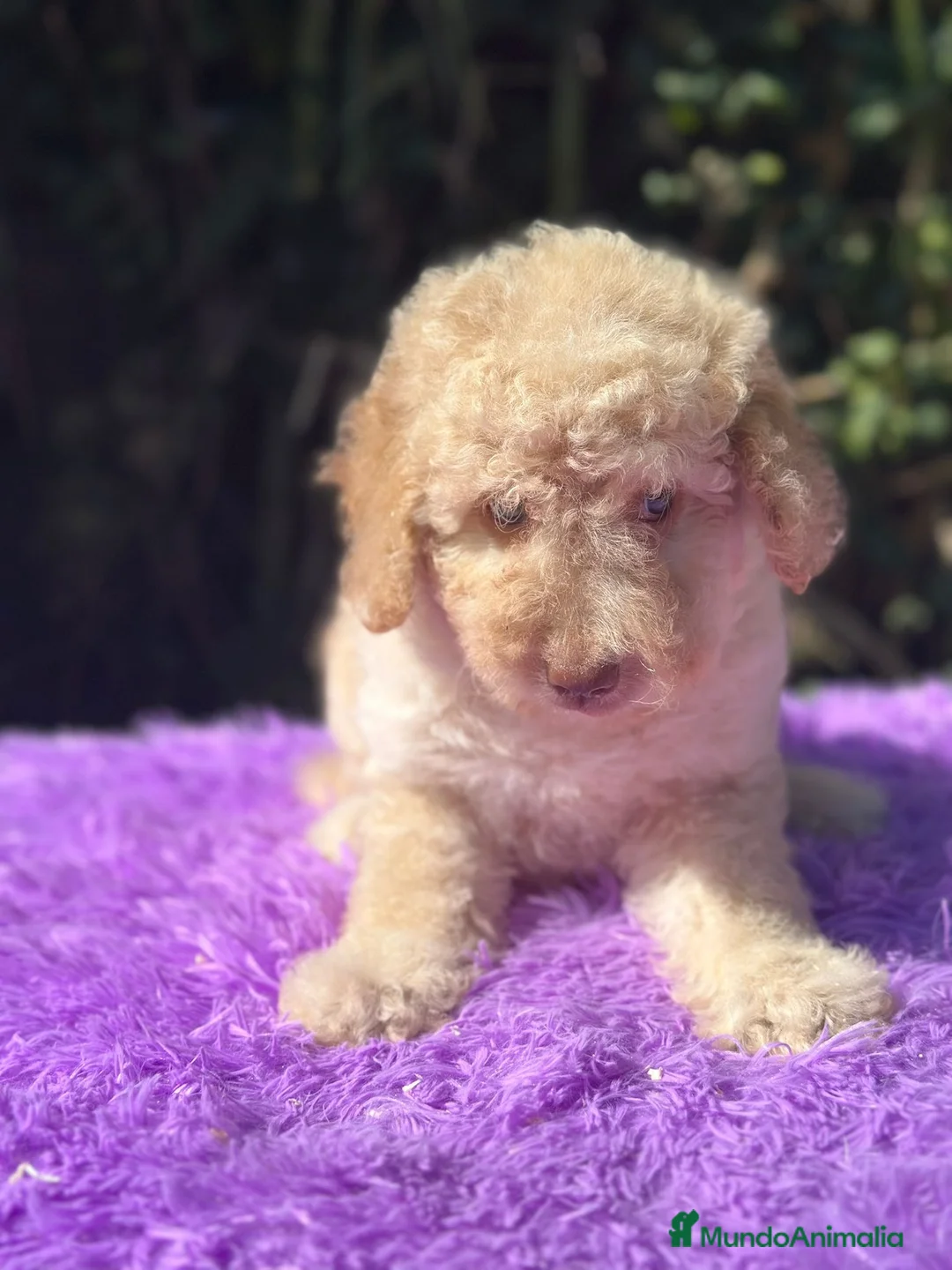 Perro de Agua Español perros en venta: Perro de agua español - Anuncio 4