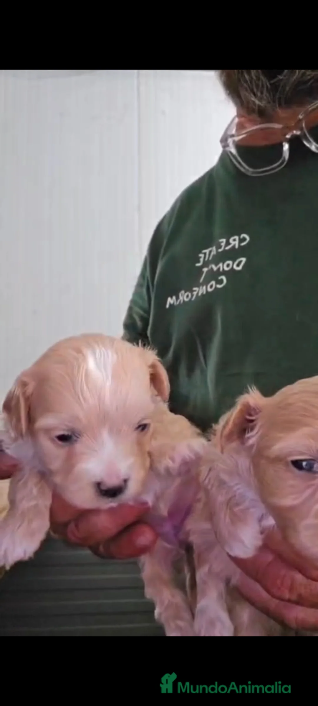 Maltipoo perros en venta: Maltipoo Toys hembra  en Sevilla - Anuncio 2