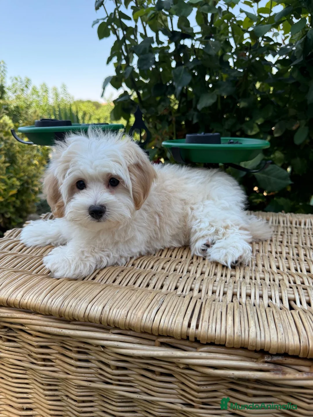 Maltipoo perros en venta: Maltipoo disponible fotos actuales  - Anuncio 1