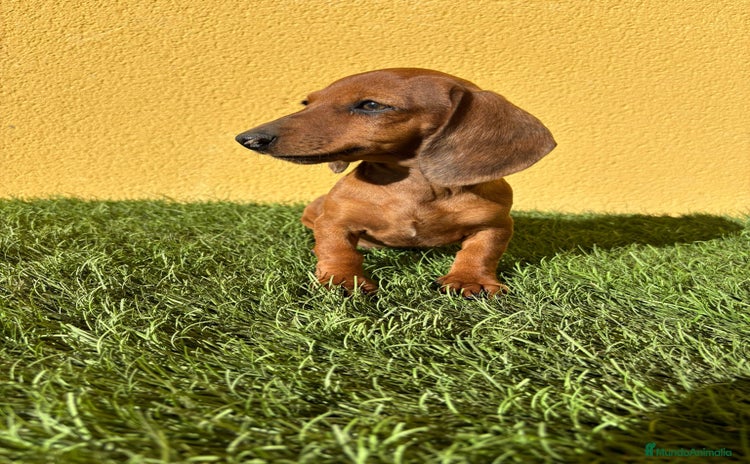 Teckel Miniatura perros - Anuncio 8