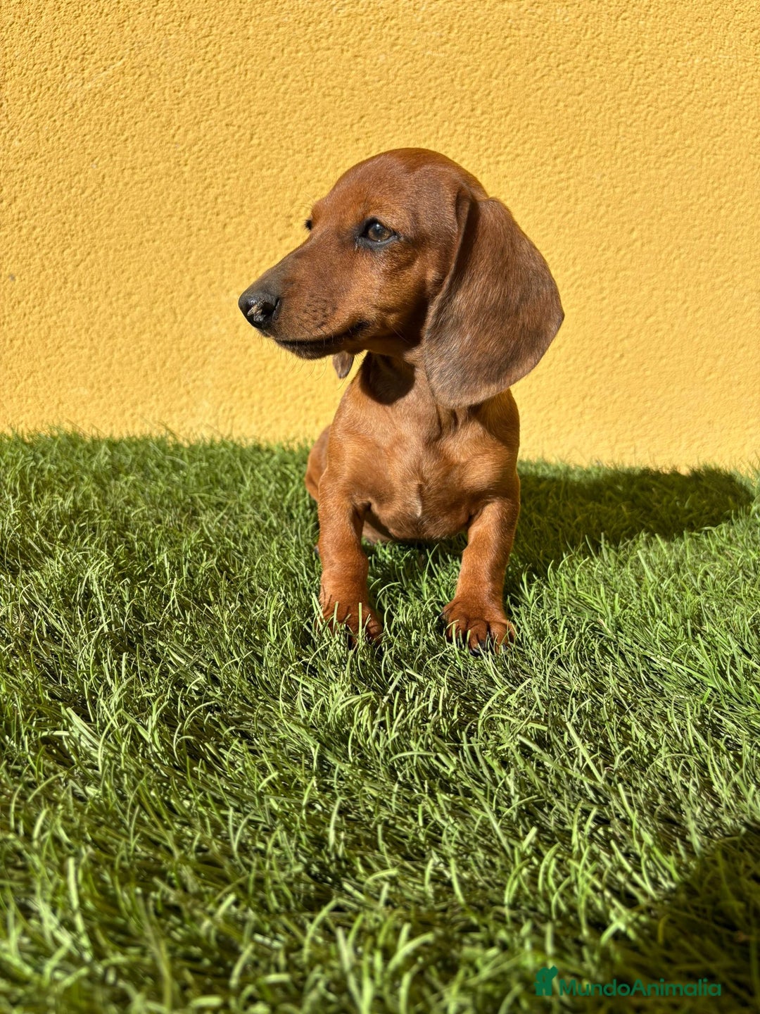 Teckel Miniatura perros en venta: Macho Teckel Miniatura merle chocolate diluido - Imagen 1