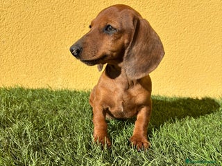 Teckel Miniatura perros - Anuncio 1