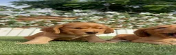 Cocker Spaniel Inglés perros en venta: COCKER SPANIEL INGLÉS  - Anuncio 14