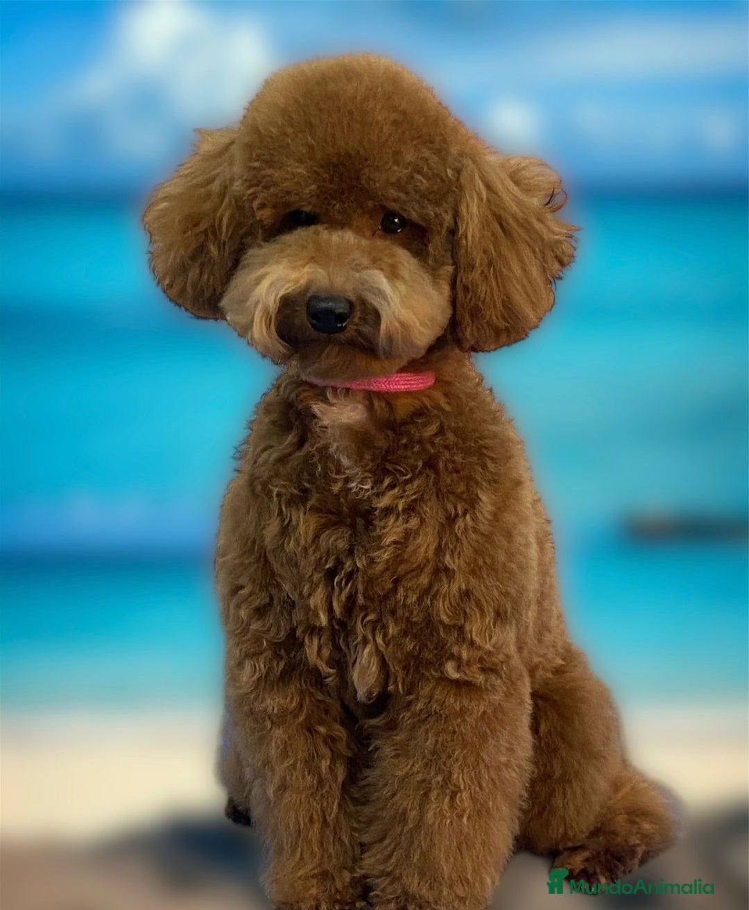 Caniche Toy perros en venta: Preciosos cachorros caniche Toy Rojo  - Anuncio 3