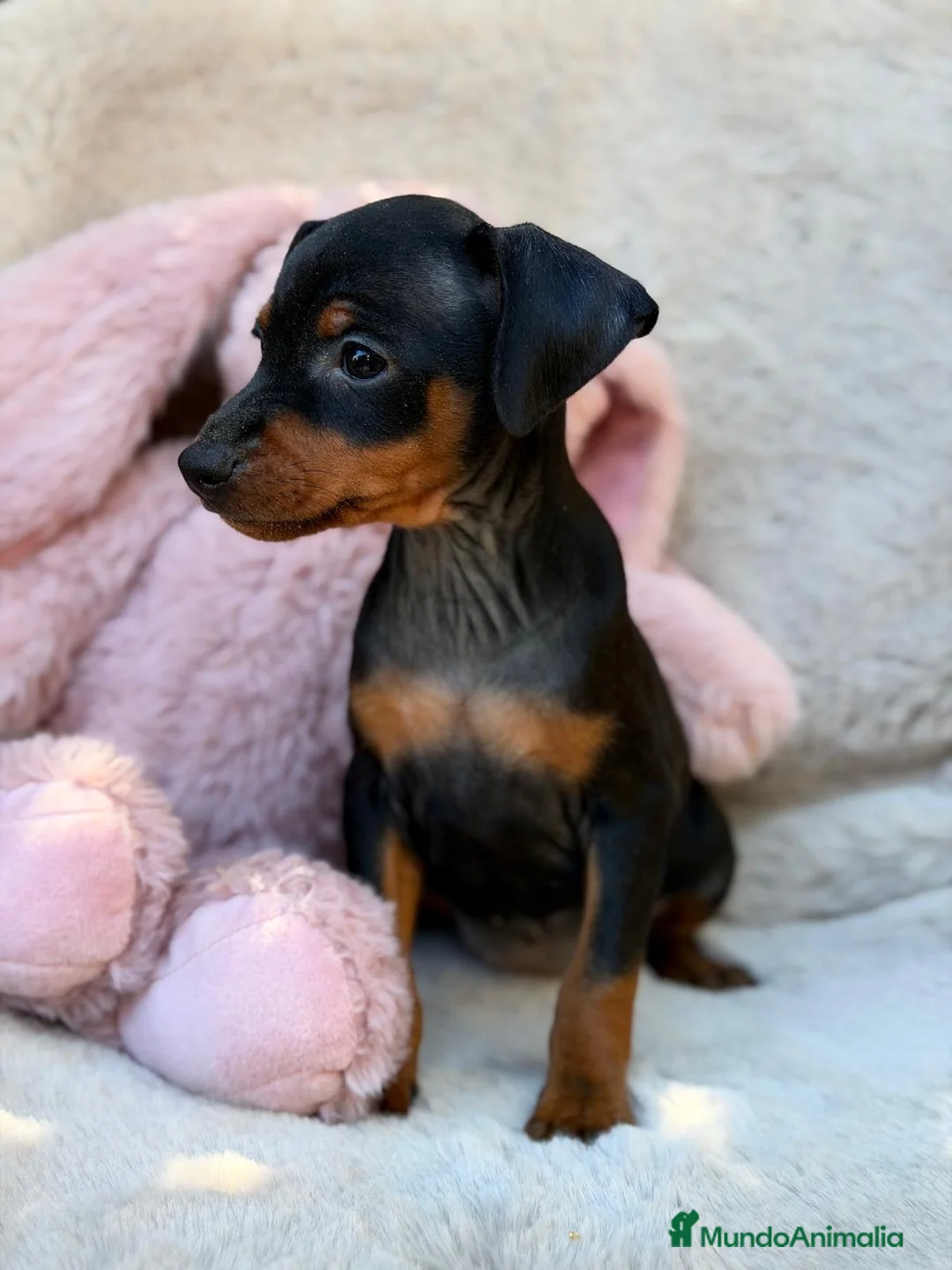 Pinscher Miniatura perros en venta: Hembra mini pinscher 🐾🩷 - Anuncio 2