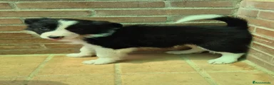 Border Collie hembra negro y blanco 