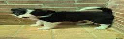 Border Collie perros en venta: Border collie merles y negro y blanco  - Anuncio 1