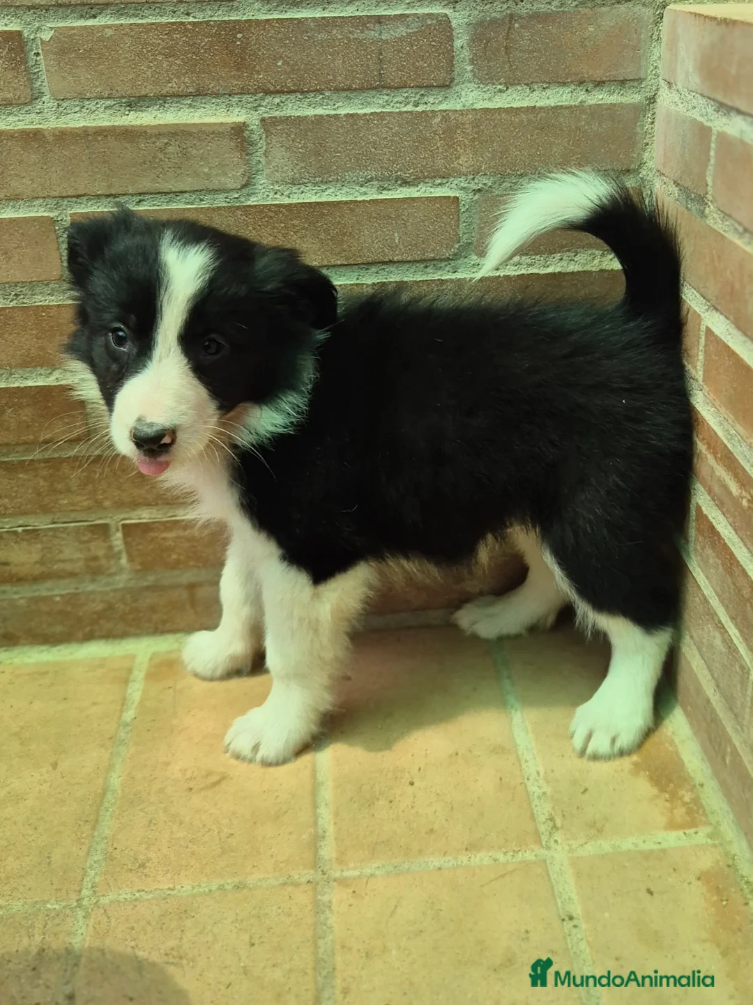 Border Collie perros en venta: Border collie merles y negro y blanco  - Anuncio 1
