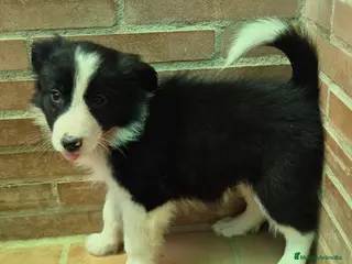 Border Collie perros Border collie merles y negro y blanco - Anuncio 1