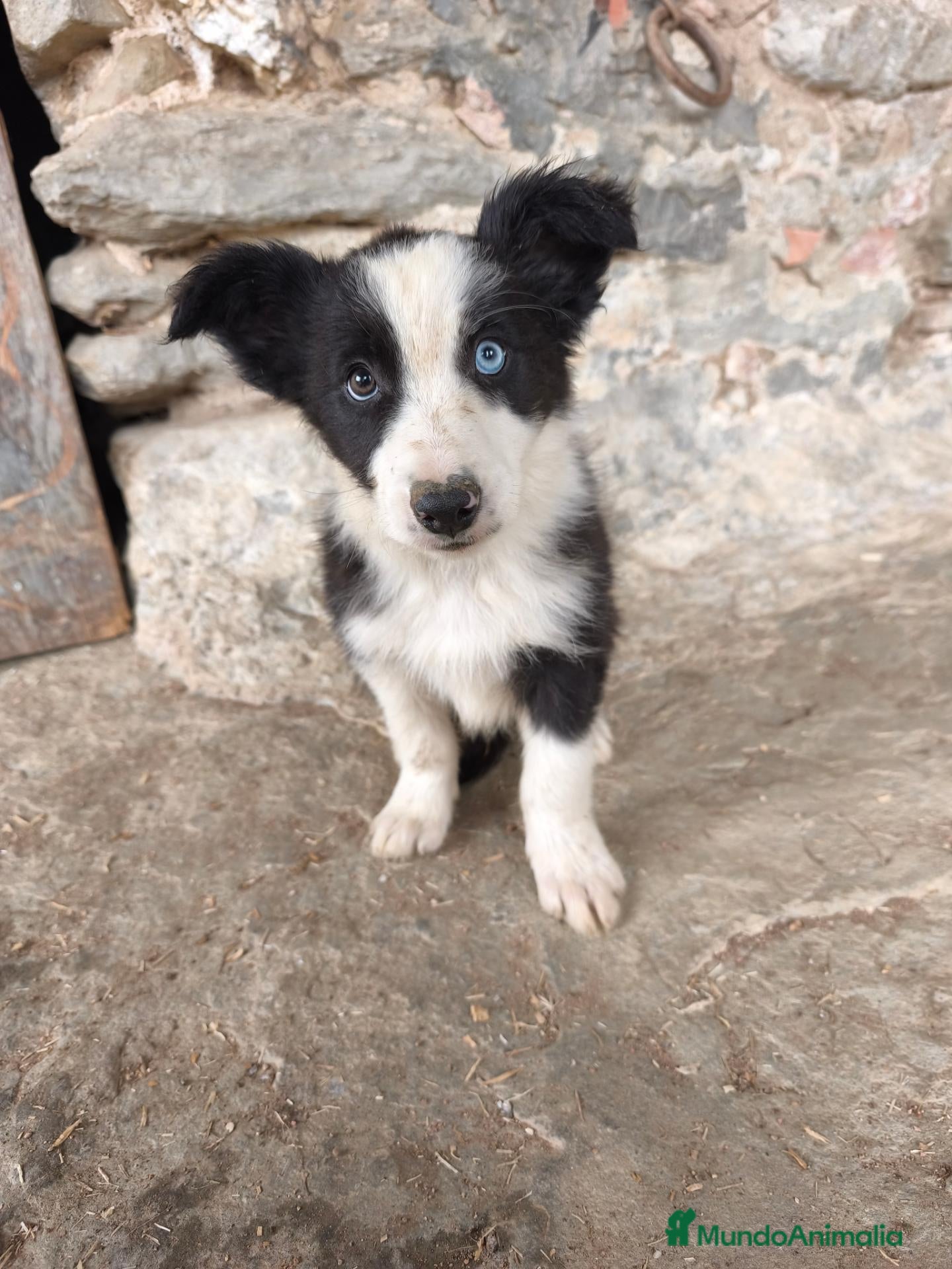 Border Collie perros Cachorros border collie varios colores! - Anuncio 1