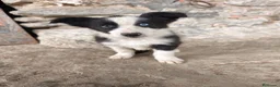 Border Collie perros en venta: Cachorros border collie varios colores! - Anuncio 1