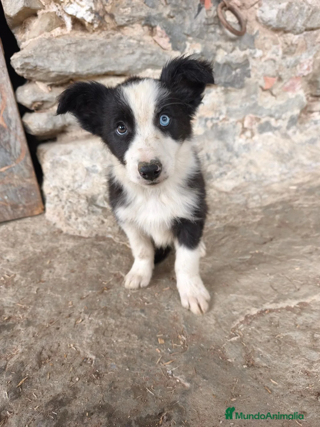 Border Collie perros en venta: Cachorros border collie varios colores! - Anuncio 1