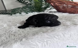 Caniche Toy perros en venta: CANICHE TOY MACHO - Anuncio 16