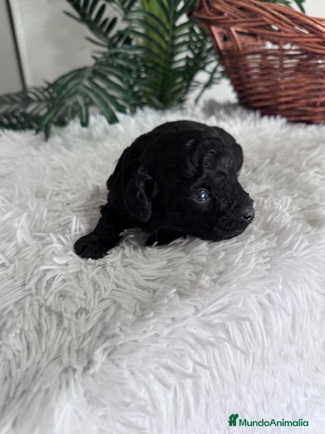 Caniche Toy perros en venta: CANICHE TOY MACHO - Anuncio 16