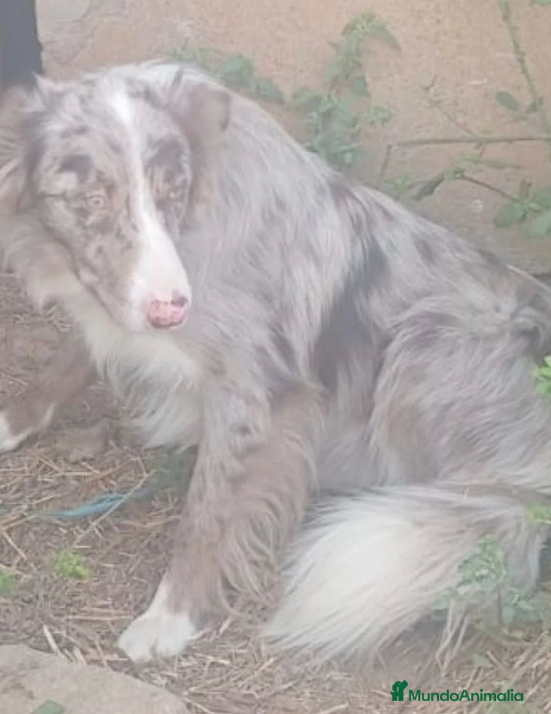 Border Collie perros en adopcion: Preciosos border collie  - Anuncio 2