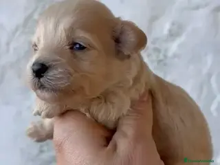 Maltipoo perros Preciosos Maltipoo listos para reservar en Cádiz - Anuncio 2