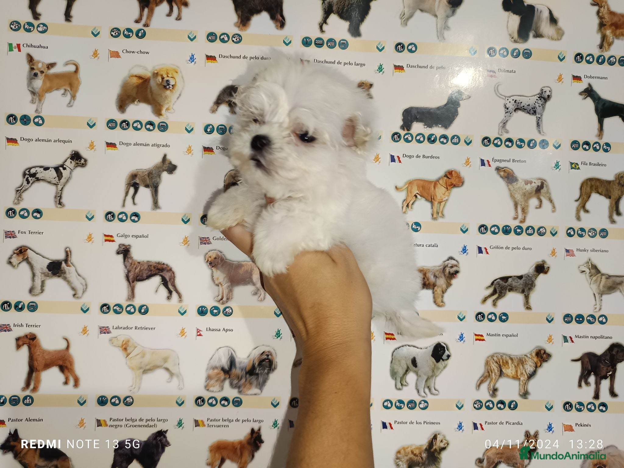 Bichón Maltés perros Bichón maltés americano - Anuncio 1