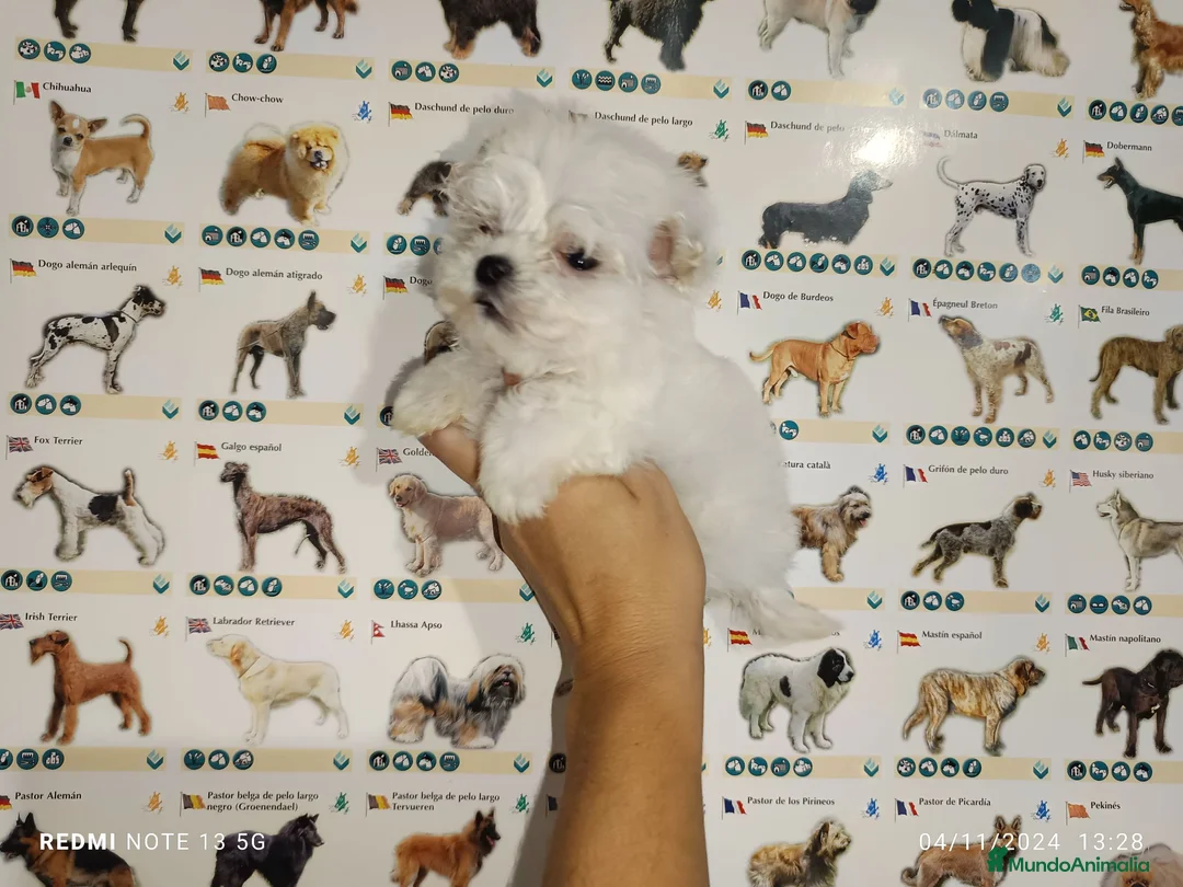 Bichón Maltés perros en venta: Bichón maltés americano - Anuncio 1