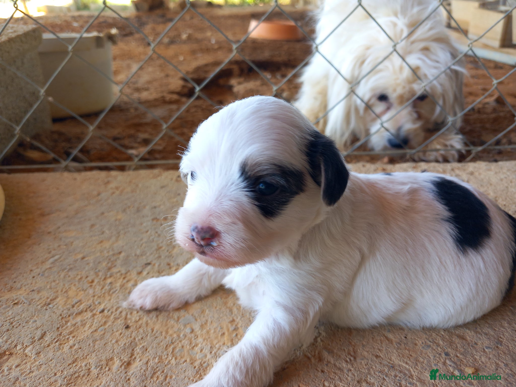Otras razas perros Cachorros Crestado chino con pelo. - Anuncio 3