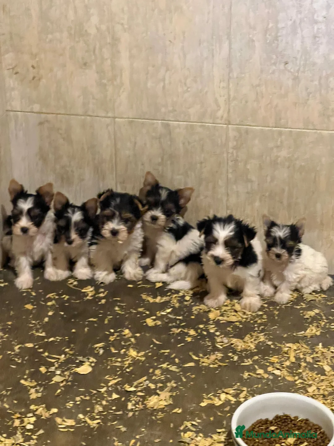 Biewer Yorkshire Terrier a la Pom Pon perros en venta: Yorkshire hembra y macho  - Anuncio 1