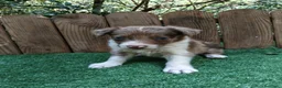 Border Collie perros en venta: Cachorros border collie  - Anuncio 6