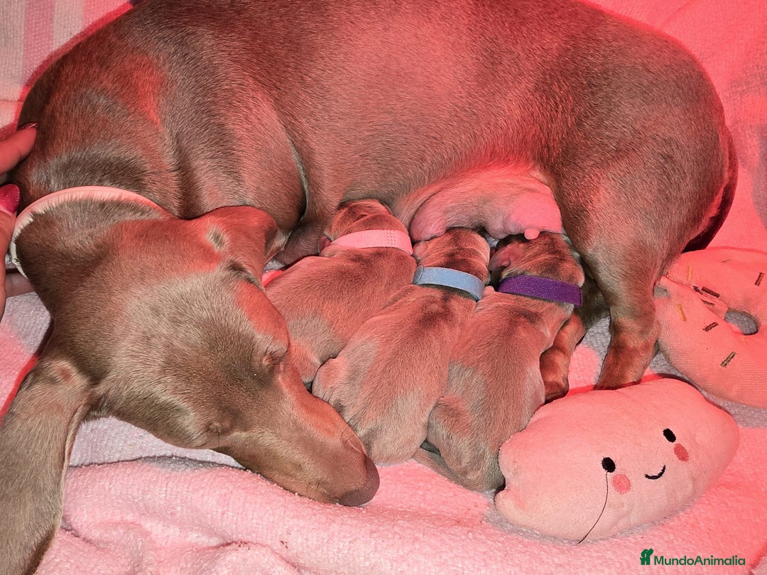 Teckel Miniatura perros en venta: Teckel mini - Anuncio 2