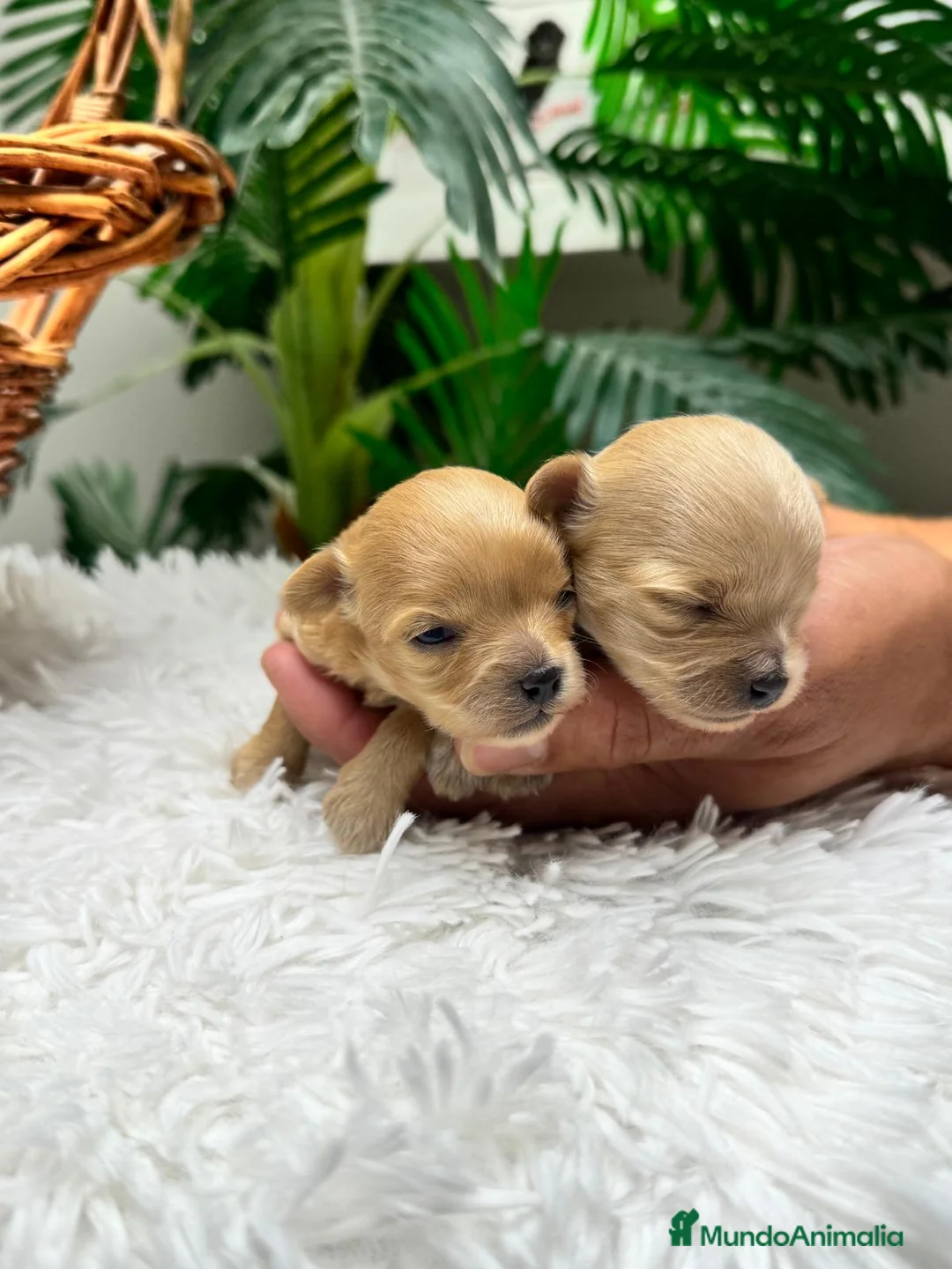 Maltipoo perros en venta: MALTIPOO 100% COREANA  - Anuncio 14