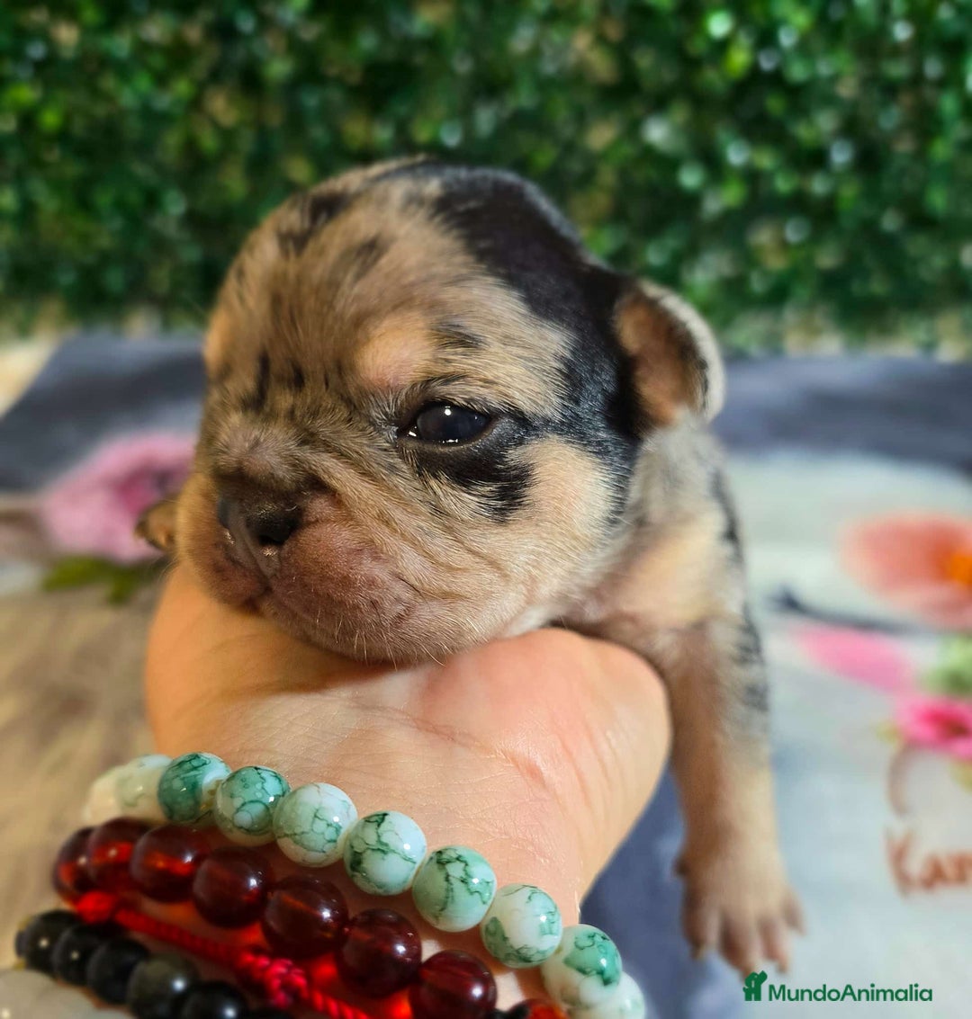 Bulldog Francés perros en venta: Preciosa camada de bulldog francés  - Imagen 5