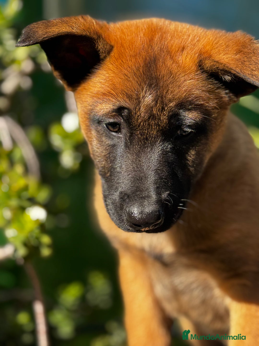 Pastor Belga Malinois perros en venta: Pastor Belga Malinois - Anuncio 4